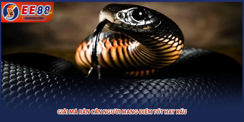 Giải mã rắn cắn người mang điềm tốt hay xấu